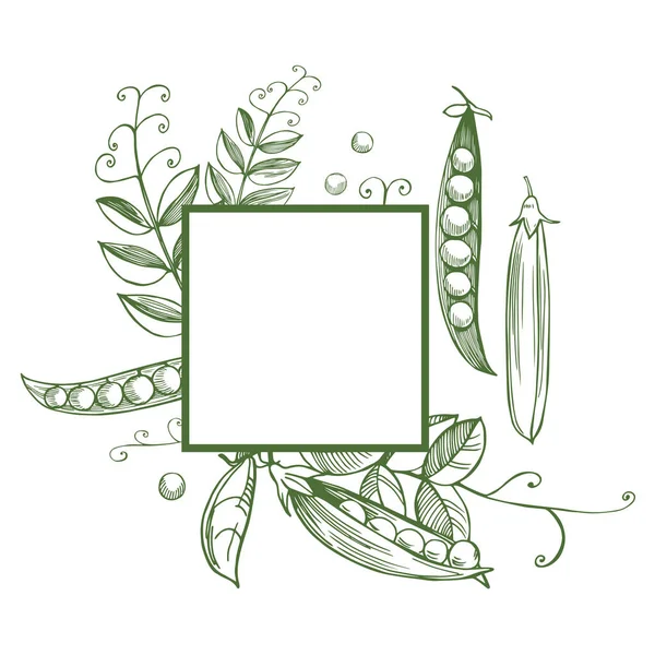 手绘豌豆的矢量框架 — 图库矢量图片