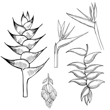 Tropik çiçekler. Vektör çizimi..