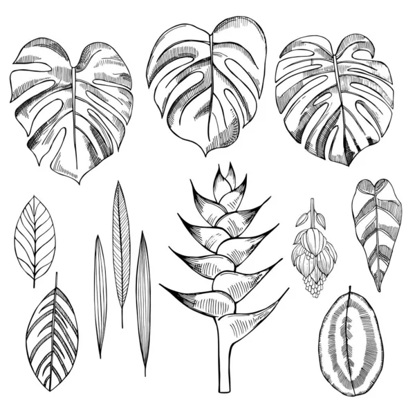 Plantas Tropicales Hechas Mano Hojas Flores Dibujo Vectorial Ilustración — Vector de stock