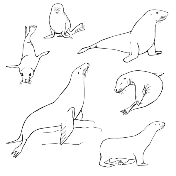 Hand Drawn Sea Lion Vector Sketch Illustration — Stock Vector