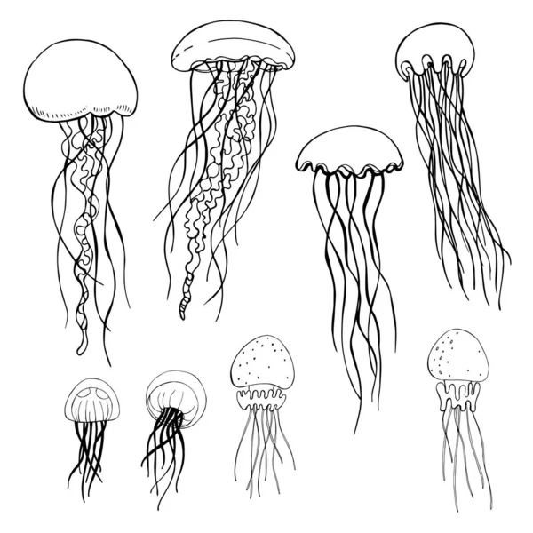 Medusas Dibujo Vectorial Ilustración — Vector de stock