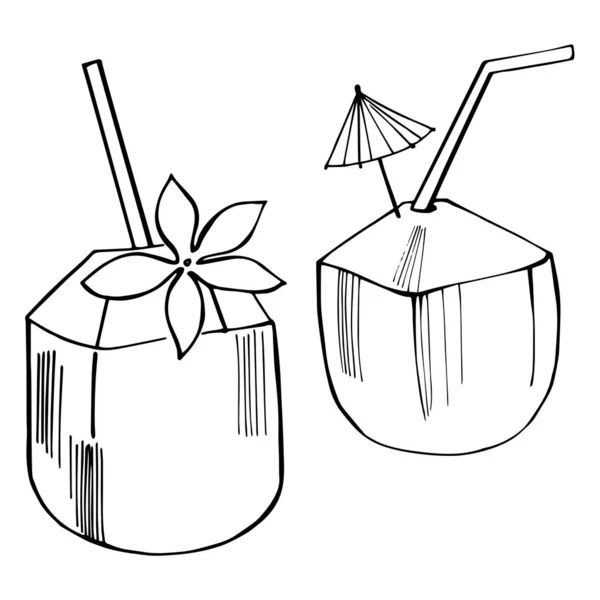 Illustrazione Schizzo Vettoriale Cocco Fresco Disegnato Mano — Vettoriale Stock