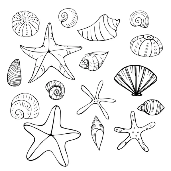 Seesterne Und Muscheln Vektorskizze Als Illustration — Stockvektor