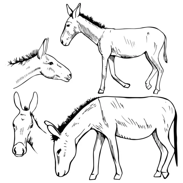 Burro Desenhado Mão Desenho Vetorial Ilustração — Vetor de Stock