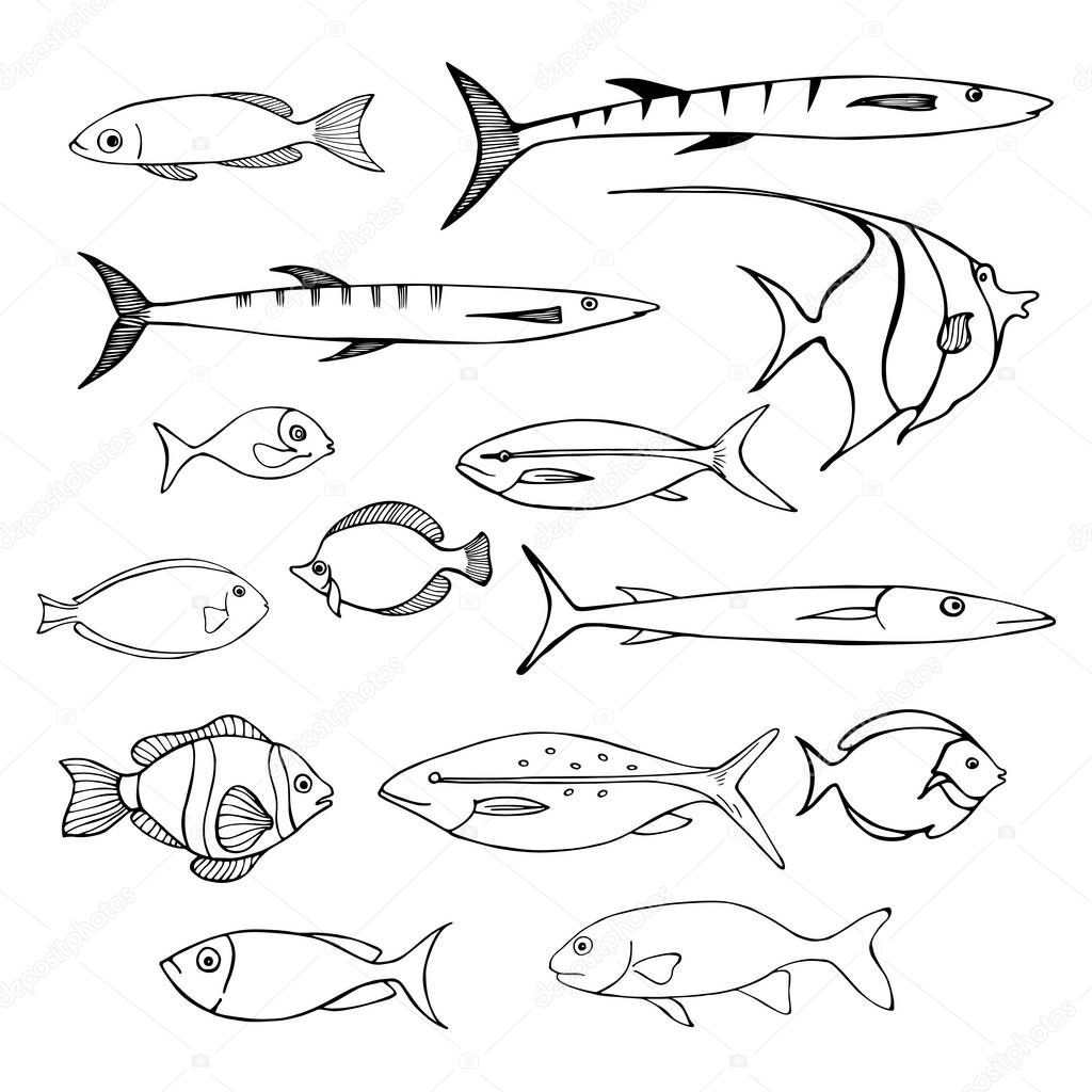 Sea fish. Vector sketch  illustration.