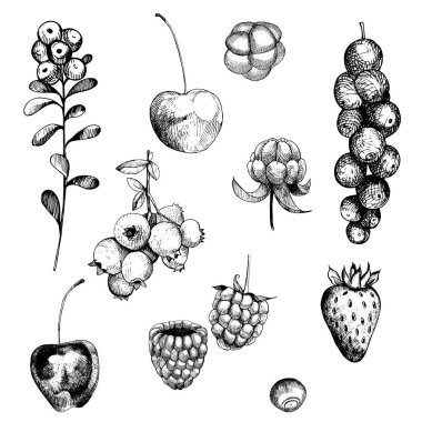 Böğürtlen hazır. Frenk üzümü, çilek, yaban mersini, böğürtlen, kiraz. Vektör el çizimi illüstrasyon.