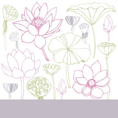  Lotus ile vektör arkaplanı. 