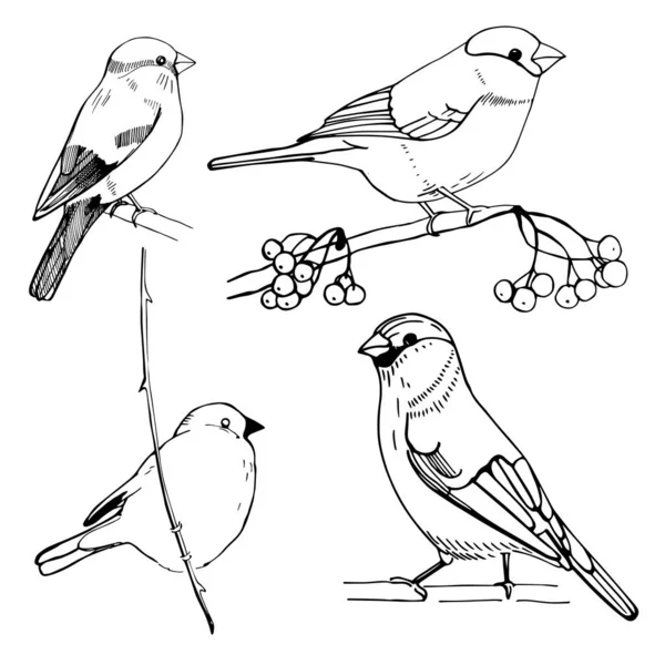 Bullfinch Desenhado Mão Desenho Vetorial Ilustração —  Vetores de Stock