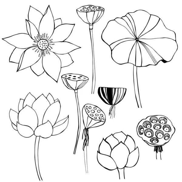 Handgetrokken Lotus Vector Schets Illustratie — Stockvector