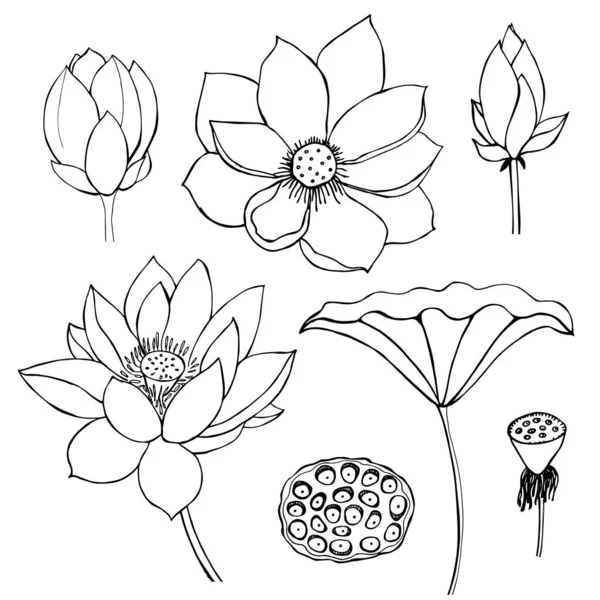 Handgetrokken Lotus Vector Schets Illustratie — Stockvector