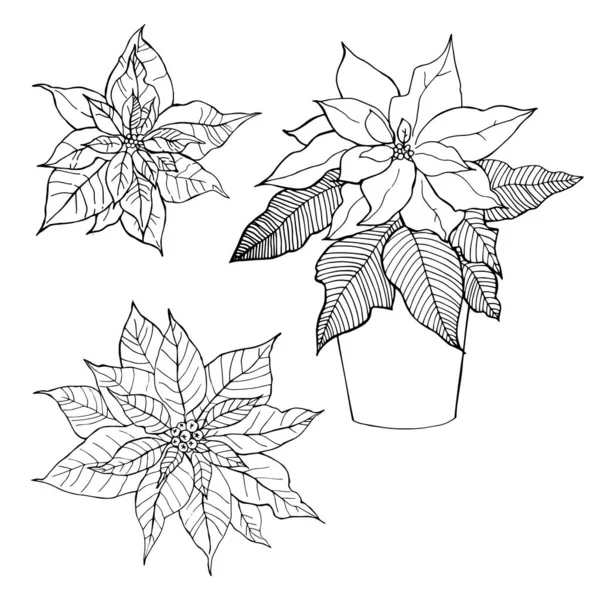 Flores Desenhadas Mão Poinsettia Estrela Natal Desenho Vetorial Ilustração — Vetor de Stock