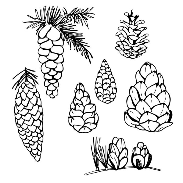 Сосновые шишки ручной работы. Векторная иллюстрация
.