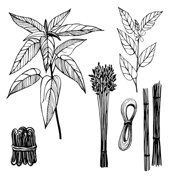 Plantas Dibujadas Mano Fibras Yute Ilustración Blanco Negro Del Yute — Vector de stock
