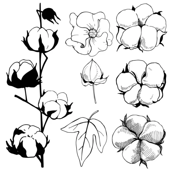 Flores Hechas Mano Planta Algodón Flor Ilustración Línea Blanco Negro — Archivo Imágenes Vectoriales