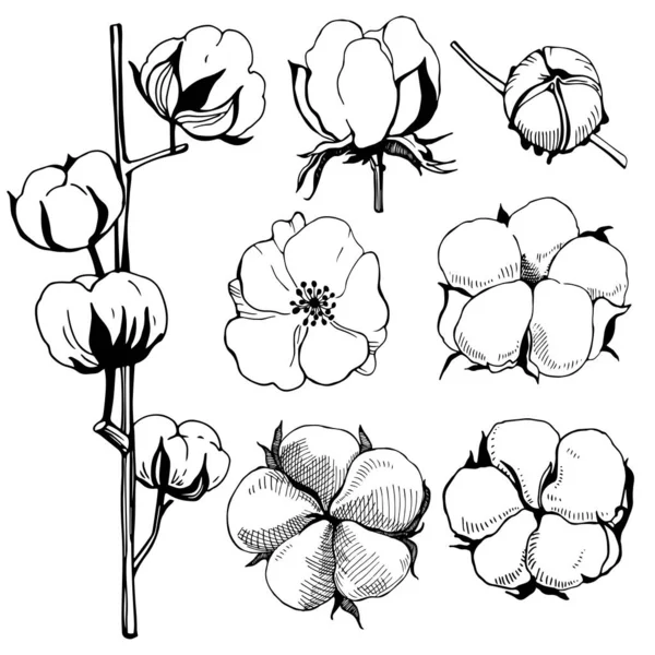 Flores Hechas Mano Planta Algodón Flor Ilustración Línea Blanco Negro — Archivo Imágenes Vectoriales