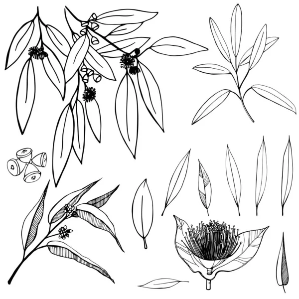 Eucalyptus Dessiné Main Illustration Croquis Vectoriels — Image vectorielle