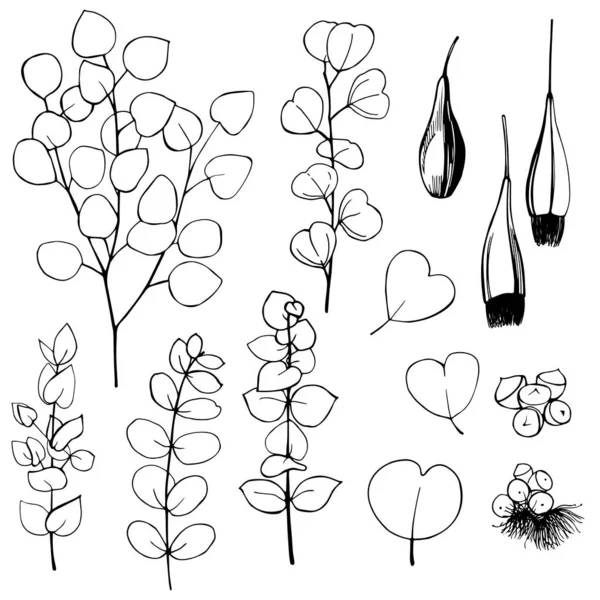Handgezeichneter Eukalyptus Schwarz Weiße Linienillustration Von Pflanzen — Stockvektor