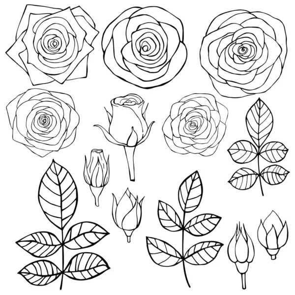 Flores Desenhadas Mão Rosas Desenho Vetorial Ilustração — Vetor de Stock