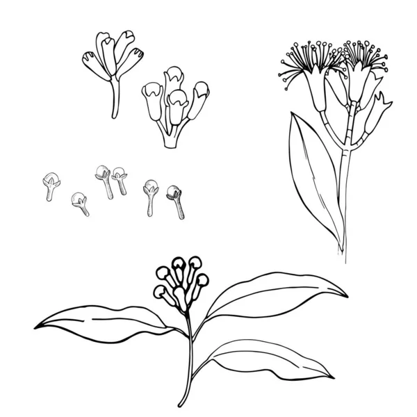 Cravinho Desenhado Mão Vagens Flores Desenho Vetorial Ilustração — Vetor de Stock