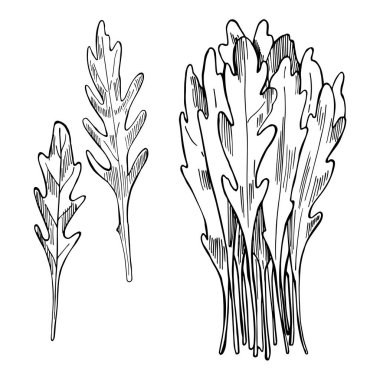 El yapımı Arugula Salatası. Rucola yaprakları. Vektör çizimi çizimi.