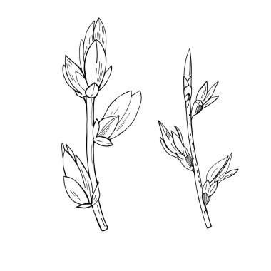  Çiçek açan yapraklarla el çizimi bahar dalı. Vektör çizimi.