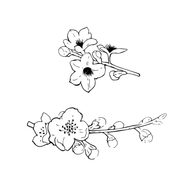 Flowering Branches Cherry Vector Sketch Illustration — Stock Vector