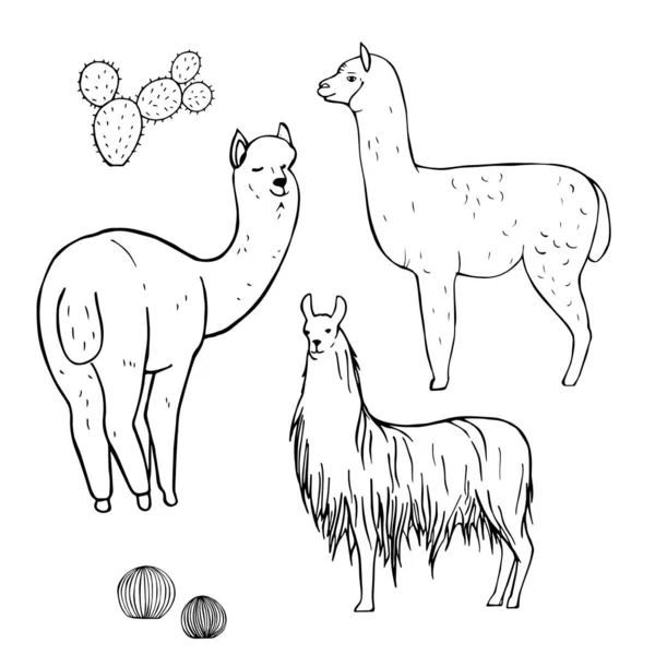 Alpacas Hechas Mano Dibujo Vectorial Ilustración — Vector de stock