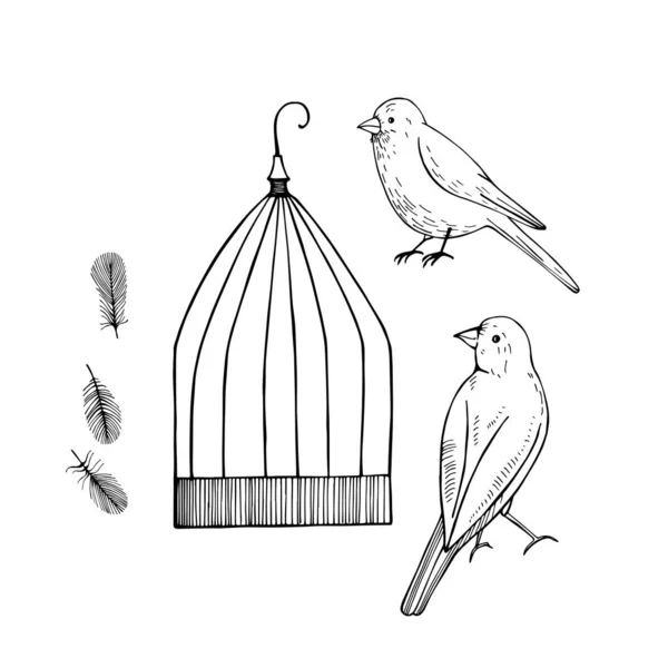 Canari Cage Illustration Croquis Vectoriels — Image vectorielle