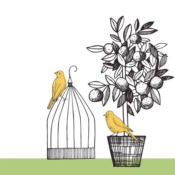 Bakgrund Med Kanariefåglar Och Citrusväxter Vektor Skiss Illustration — Stock vektor