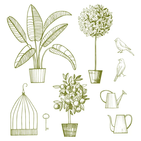 Plantas Maceta Aves Jaula Dibujo Vectorial Ilustración — Vector de stock