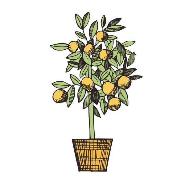 Citrusträdet Gryta Vektor Skiss Illustration — Stock vektor