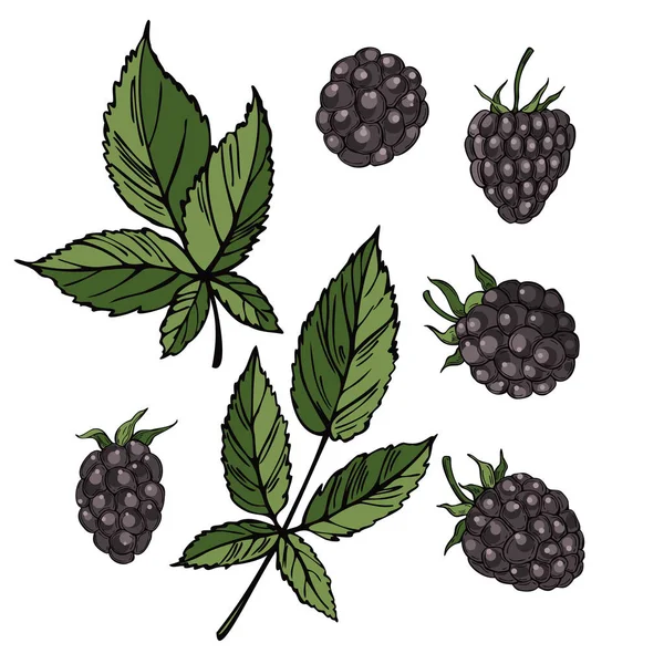 手绘森林浆果 黑莓白色背景 矢量草图说明 — 图库矢量图片