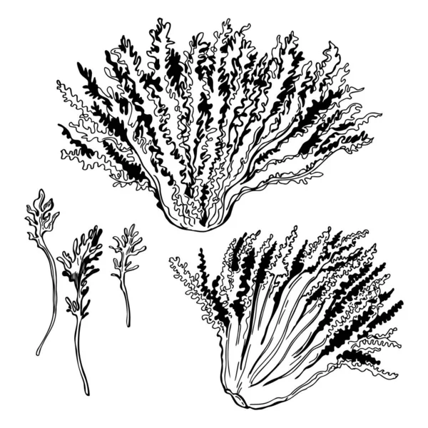 Hand Drawn Escarole Endive Lettuce Frieze Vector Sketch Illustration — Stock Vector