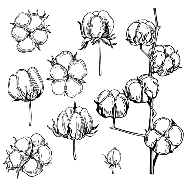 手描きの綿の植物 ベクトルスケッチイラスト — ストックベクタ
