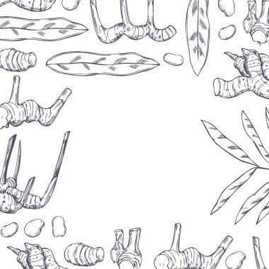 Elle çizilmiş Alpinia Galanga ile vektör arkaplanı. Galangal, kök, yapraklar.  