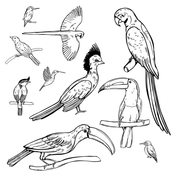 Aves Tropicales Dibujadas Mano Sobre Fondo Blanco Dibujo Vectorial Ilustración — Archivo Imágenes Vectoriales