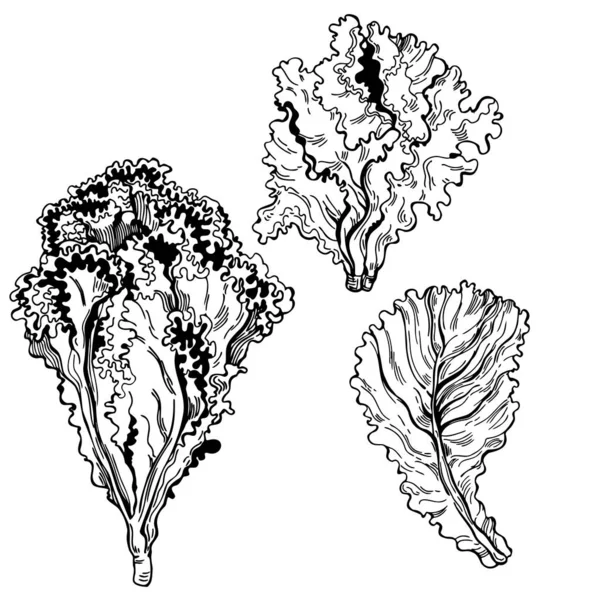 Laitue Dessinée Main Illustration Croquis Vectoriels — Image vectorielle