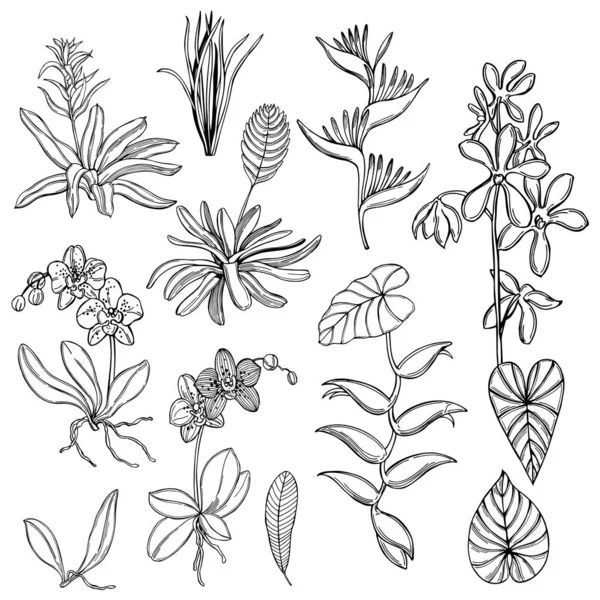 Fleurs Plantes Tropicales Dessinées Main Sur Fond Blanc Illustration Croquis — Image vectorielle