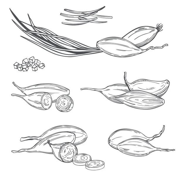 Cebolla Chalota Extraída Mano Allium Ascalonicum Dibujo Vectorial Ilustración — Vector de stock