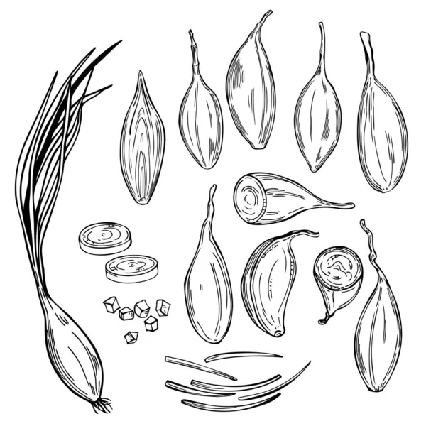 Bawang Shallot Buatan Tangan Allium Ascalonicum Ilustrasi Sketsa Vektor - Stok Vektor