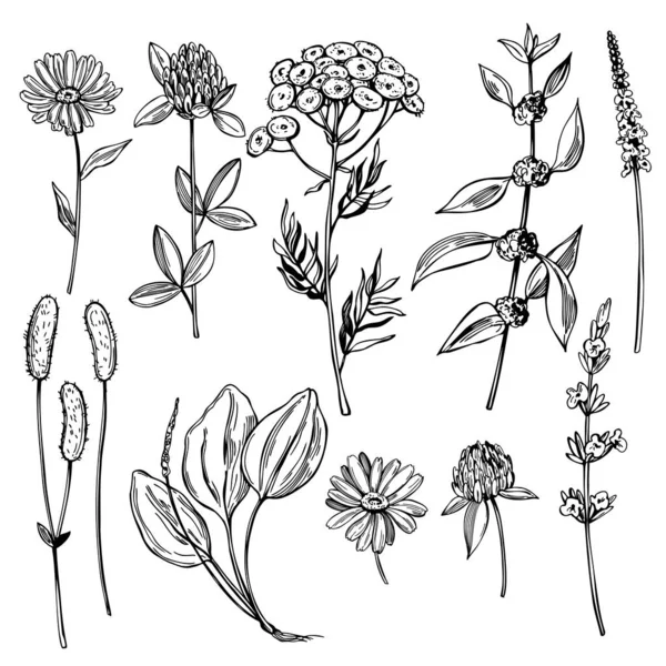 Herbes Médicinales Dessinées Main — Image vectorielle