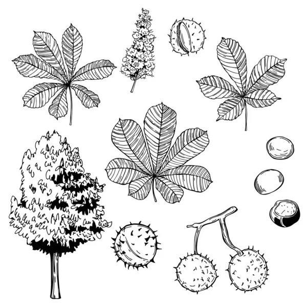 Handgezeichneter Rosskastanienbaum Auf Weißem Hintergrund Vektorskizze Als Illustration — Stockvektor