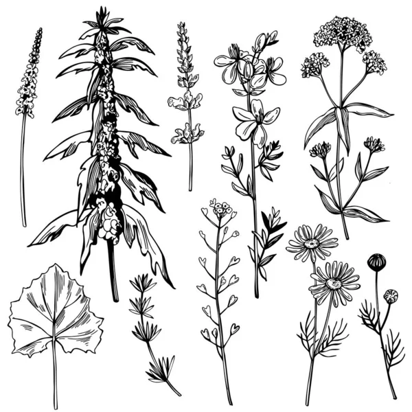 Herbes Médicinales Dessinées Main — Image vectorielle