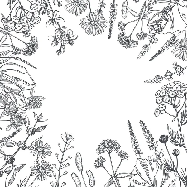 手描きの薬草とベクトル背景 スケッチイラスト — ストックベクタ