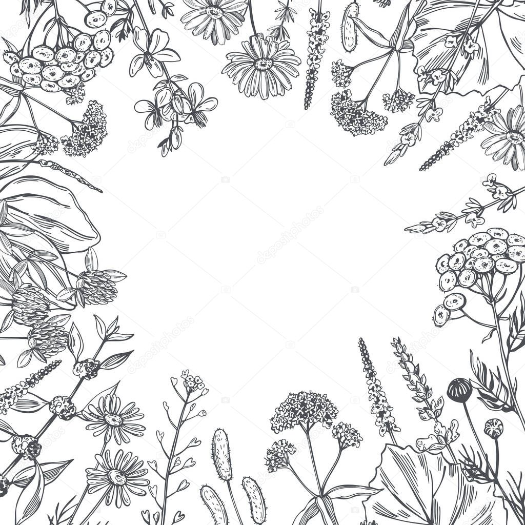 Vector background with hand drawn medicinal herbs. Sketch  illustration.