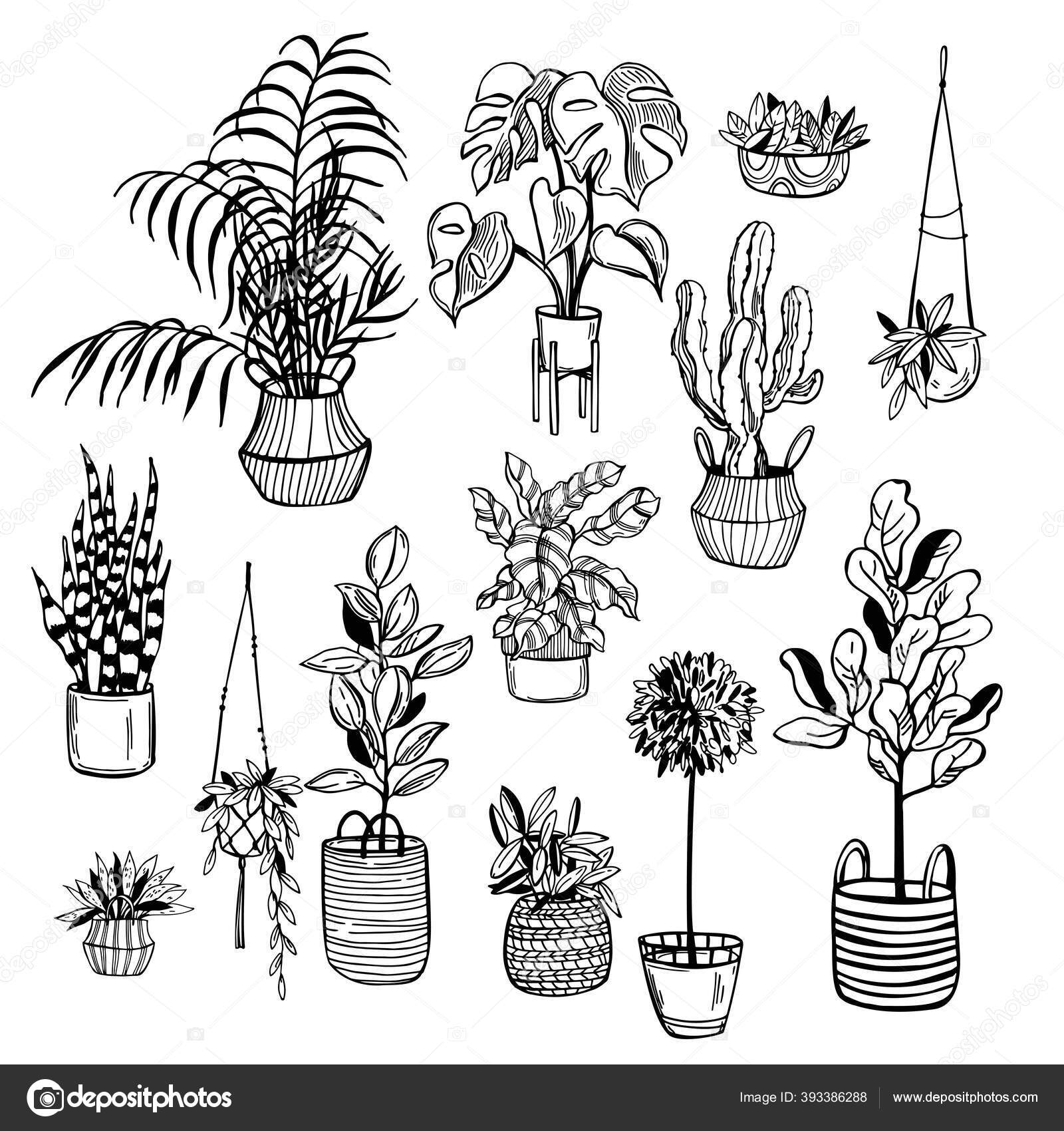 Hand Drawn House Plants Vector Sketch Illustration Stock Vector Image