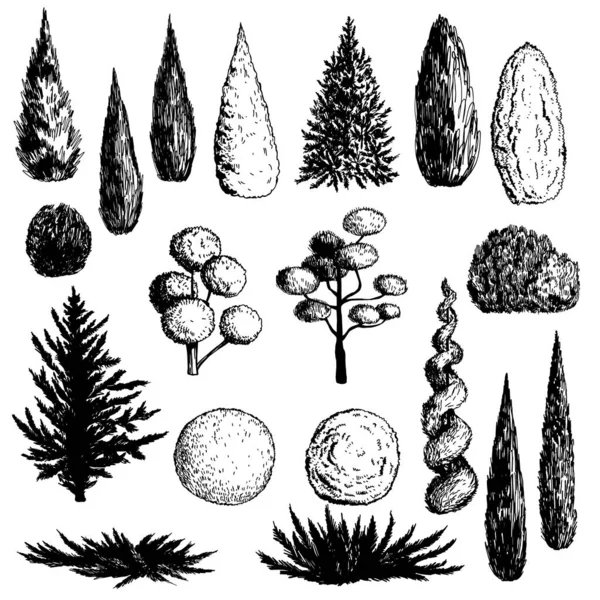 Beyaz arka planda el çizimi bahçe kozalakları. Vektör çizimi çizimi.