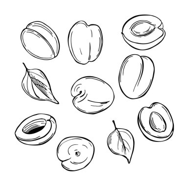 Beyaz arka planda el yapımı kayısılar. Vektör çizimi..