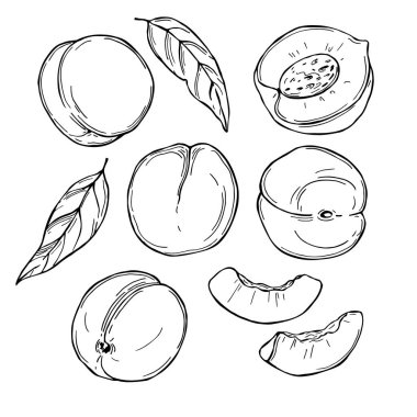 El yapımı şeftali. Beyaz arka planda meyveler. Vektör çizimi çizimi.