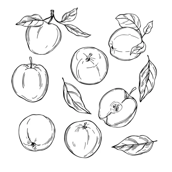 Рука Намальована Яблуками Плоди Білому Тлі Векторна Ілюстрація Ескізу — стоковий вектор